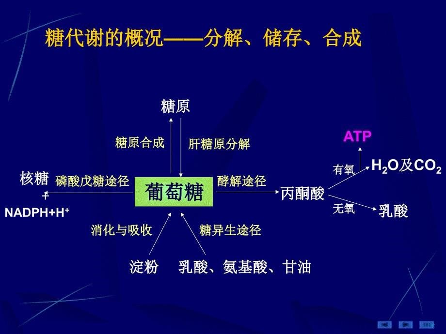 人卫8版糖代谢_第5页