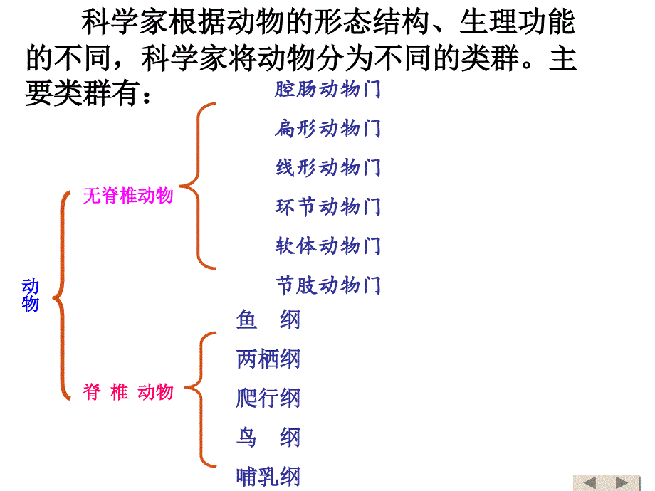 腔肠动物和扁形动物_第2页