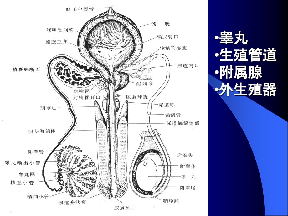 男性生殖系统组织学与胚胎学课件_第3页