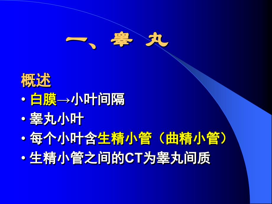 男性生殖系统组织学与胚胎学课件_第4页