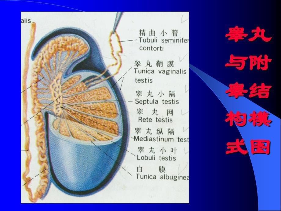 男性生殖系统组织学与胚胎学课件_第5页