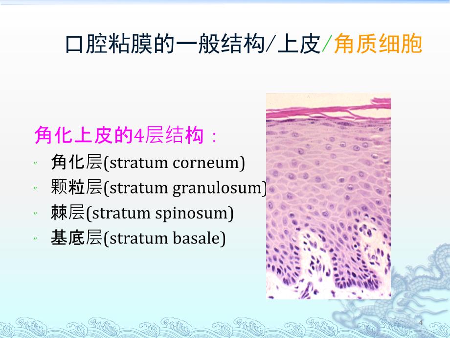 口腔粘膜组织病理_第4页