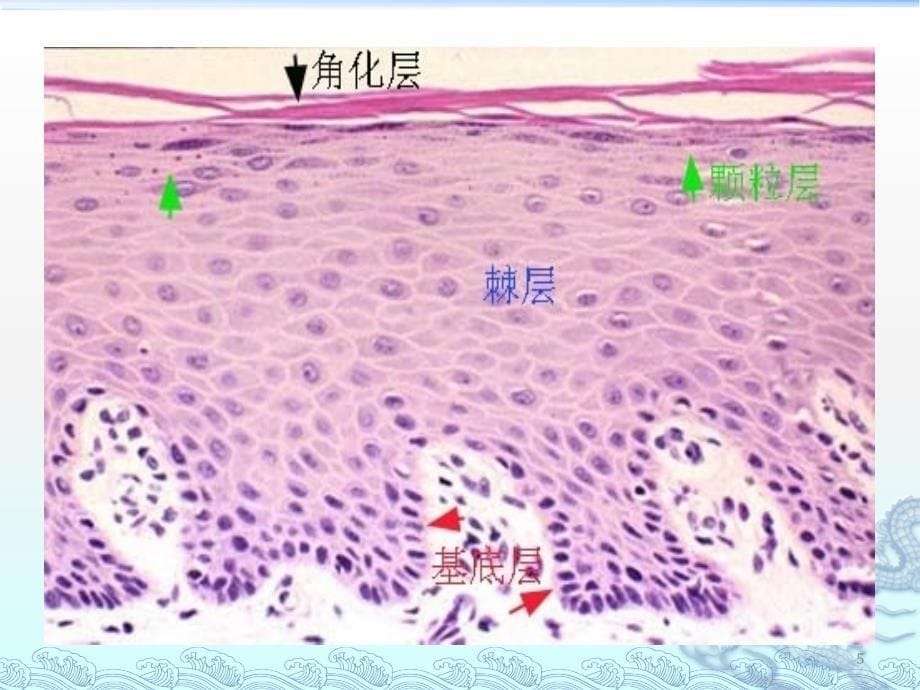 口腔粘膜组织病理_第5页