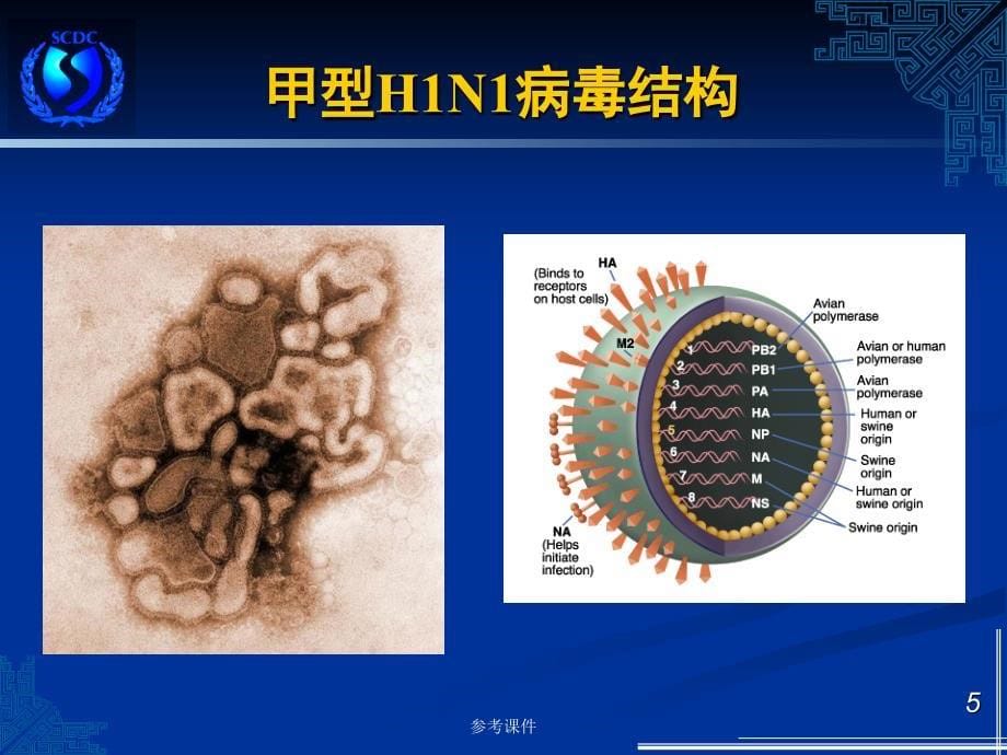 《甲型流感预防》PPT课件【优质材料】_第5页