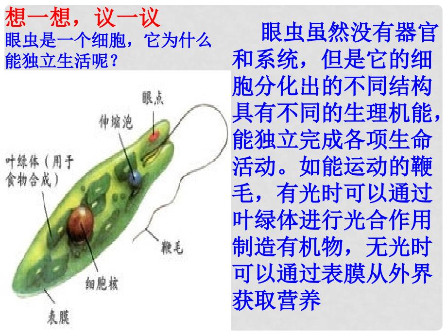 河北省高阳县宏润中学七年级生物上册《第二单元 第二章 第四节 单细胞生物》讲课课件 （新版）新人教版_第2页