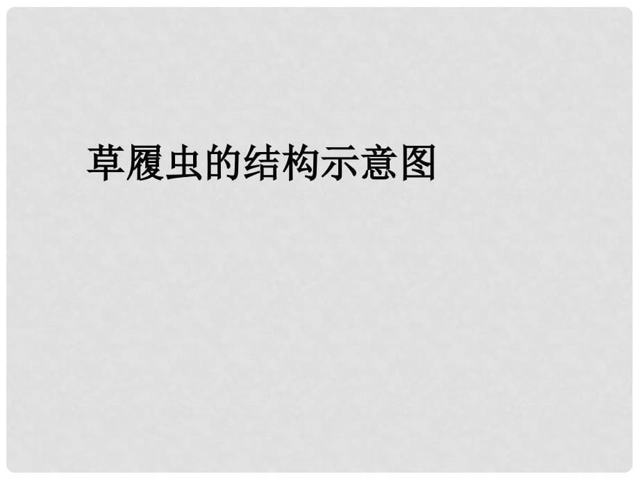 河北省高阳县宏润中学七年级生物上册《第二单元 第二章 第四节 单细胞生物》讲课课件 （新版）新人教版_第5页