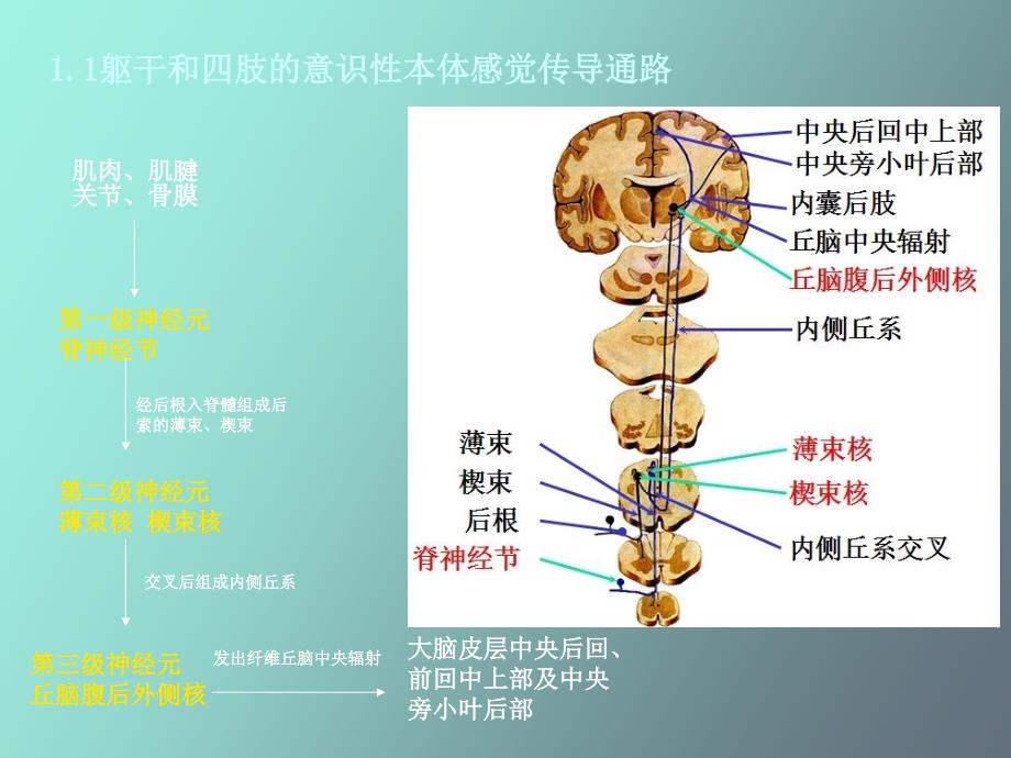 神经传导通路_第3页