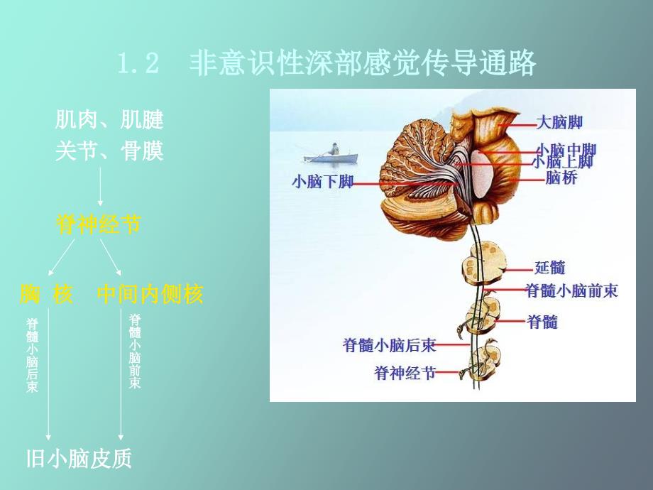 神经传导通路_第4页