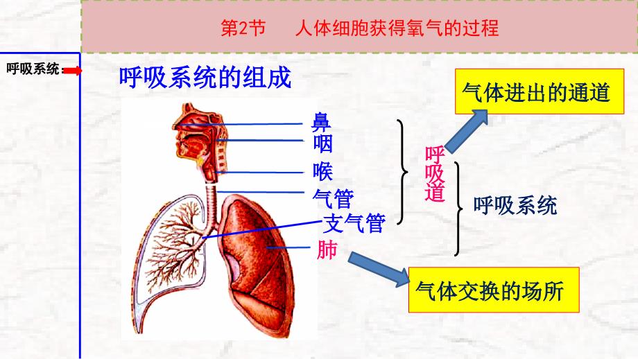 10.2人体细胞获得氧气的过程_第4页