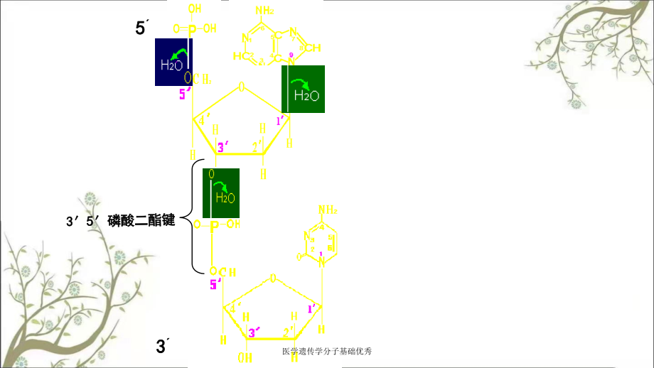 医学遗传学分子基础优秀_第4页