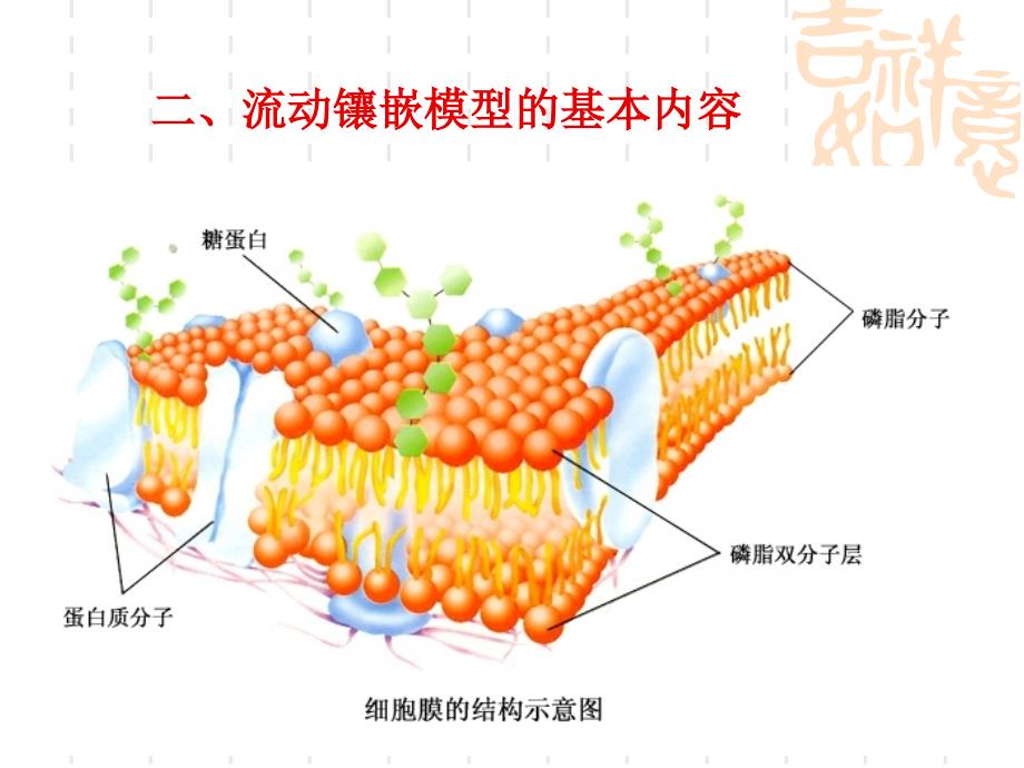 第四章第2节生物膜的流动镶嵌模型_第4页