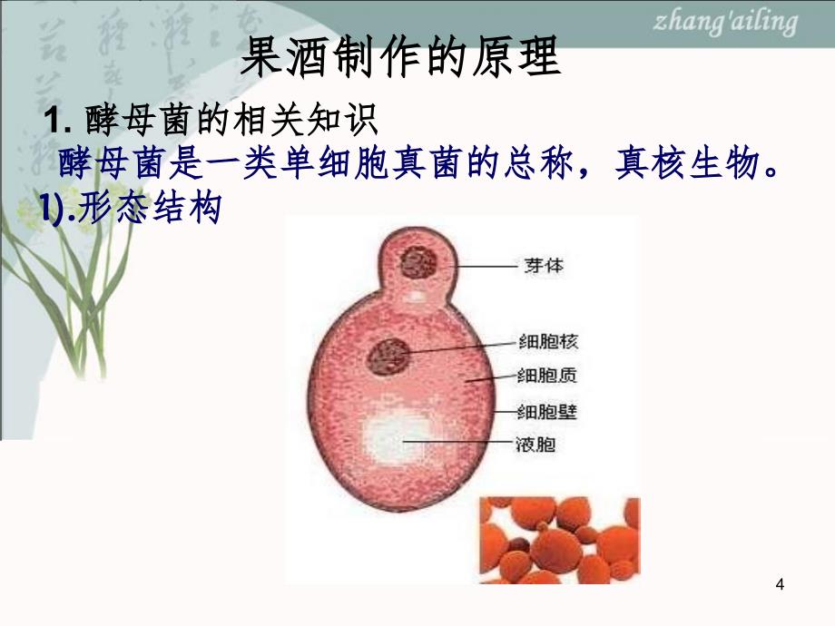 生物选修1全部PPT课件_第4页