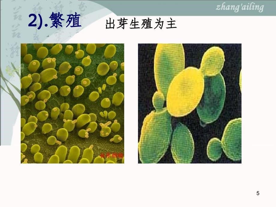 生物选修1全部PPT课件_第5页