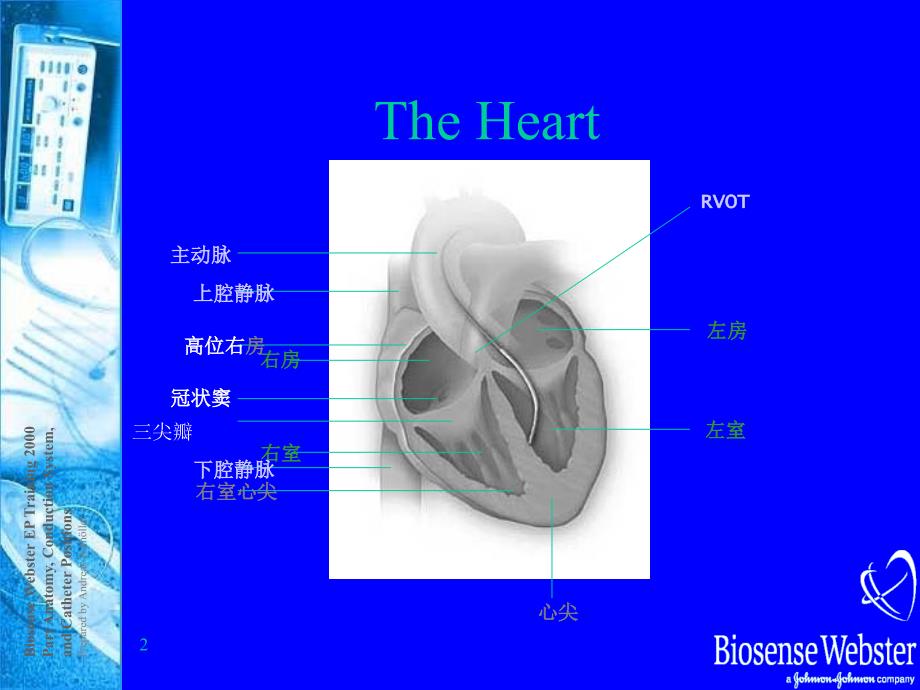 心脏生理解剖结构和传导路径_第2页