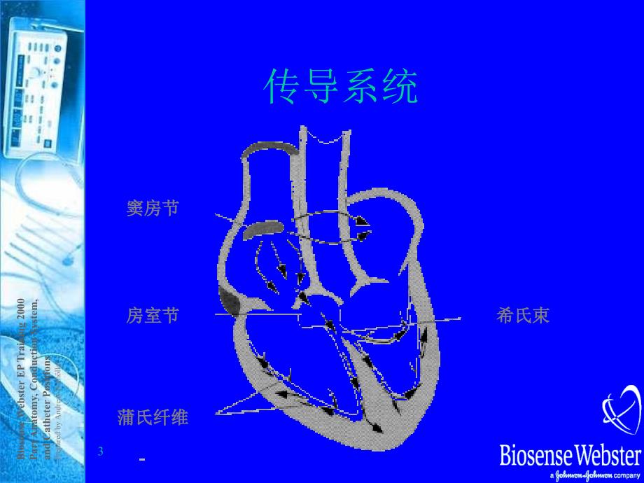 心脏生理解剖结构和传导路径_第3页