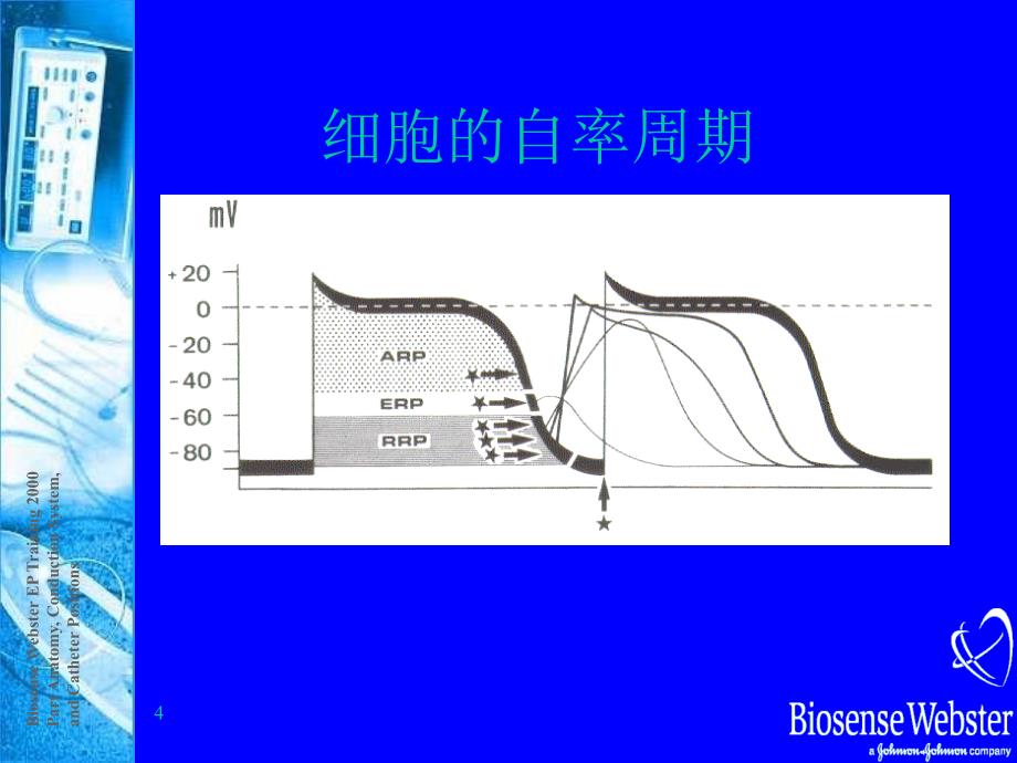 心脏生理解剖结构和传导路径_第4页