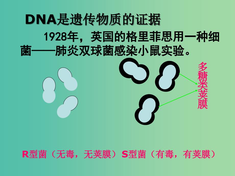 高中生物 3.1 DNA是主要的遗传物质课件 新人教版必修2.ppt_第2页