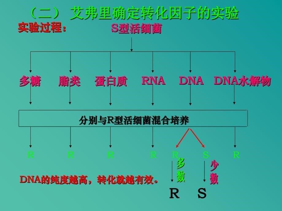 高中生物 3.1 DNA是主要的遗传物质课件 新人教版必修2.ppt_第5页