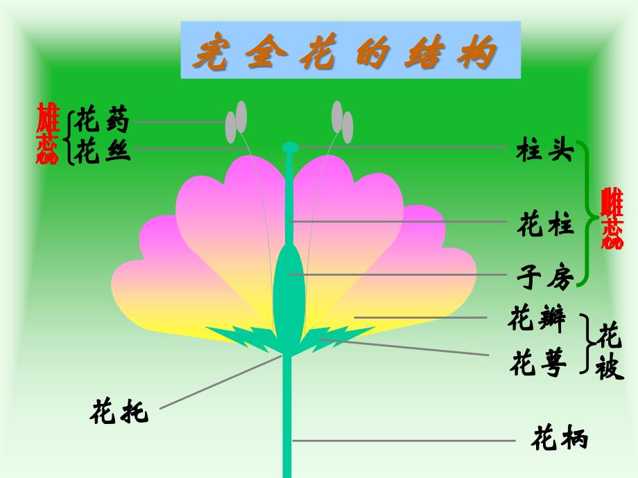 植物生殖和发育课件_第4页