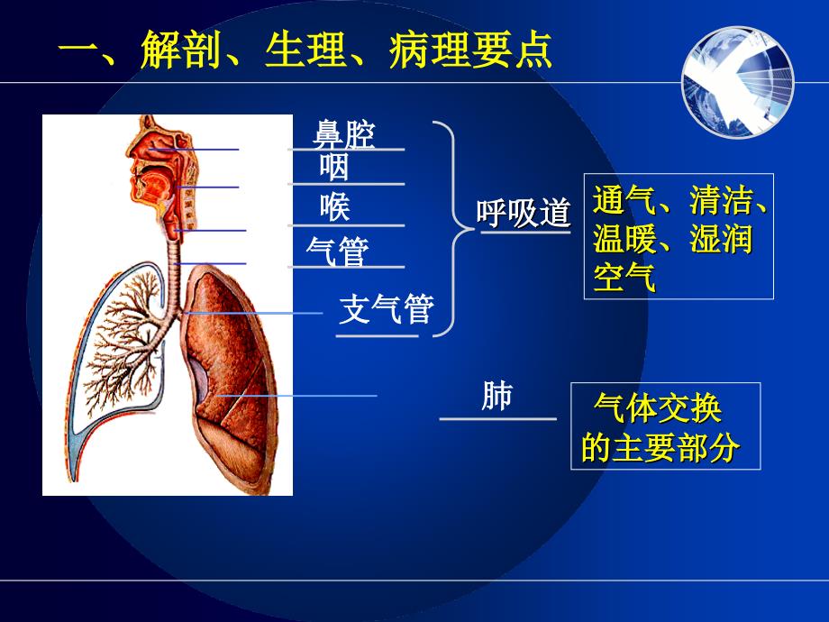 呼吸系统相关知识要点_第2页