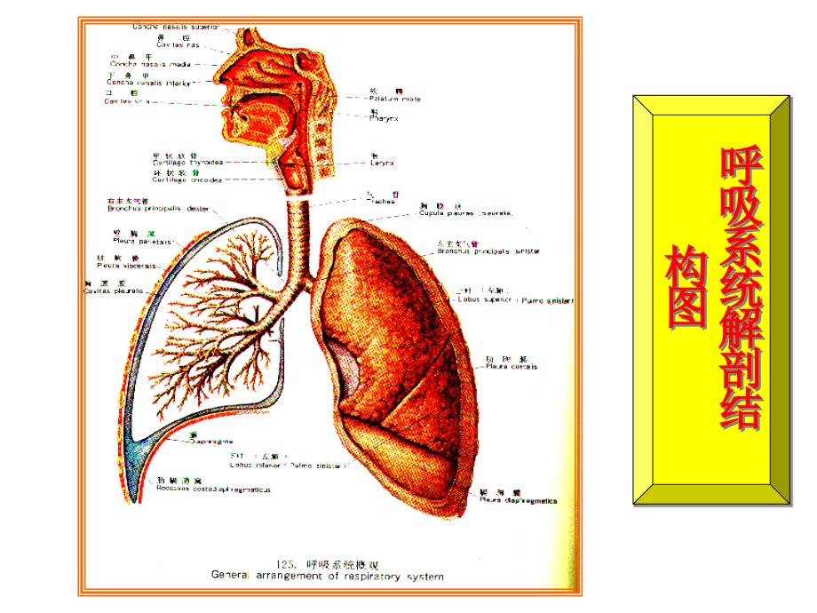 呼吸病理学教研室_第2页