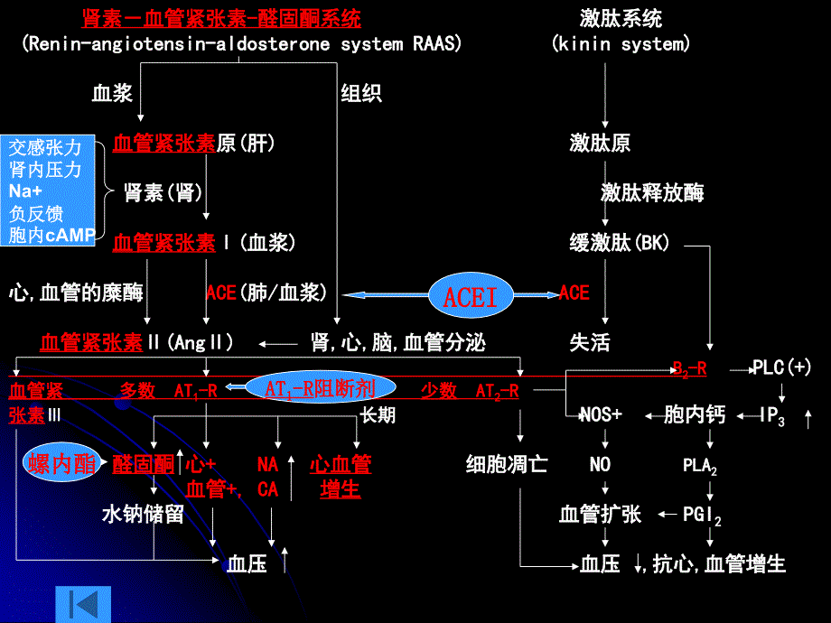 第二十二章肾素血管紧张素醛固酮系统药理一肾素血管_第3页