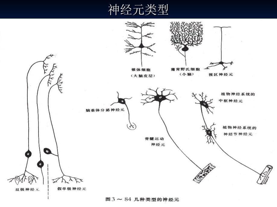 第一章神经系统_第5页