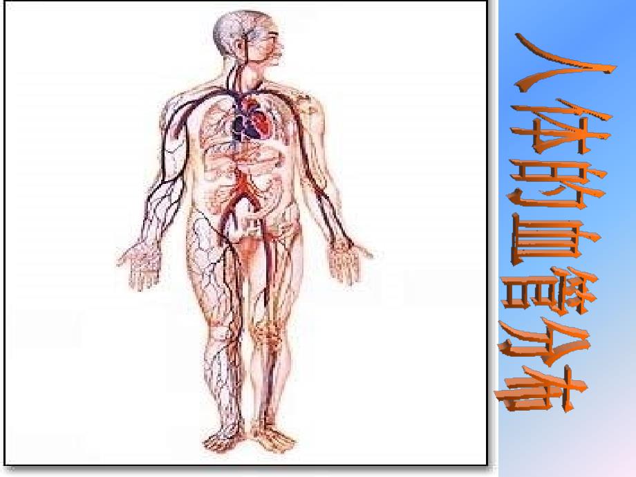 七年级生物血流的管道--血管.ppt_第2页