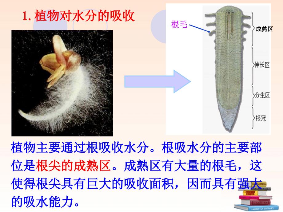 人教版_生物第三章绿色植物与生物圈的水循环 (2)_第3页