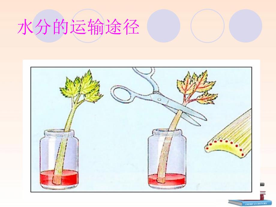 人教版_生物第三章绿色植物与生物圈的水循环 (2)_第4页