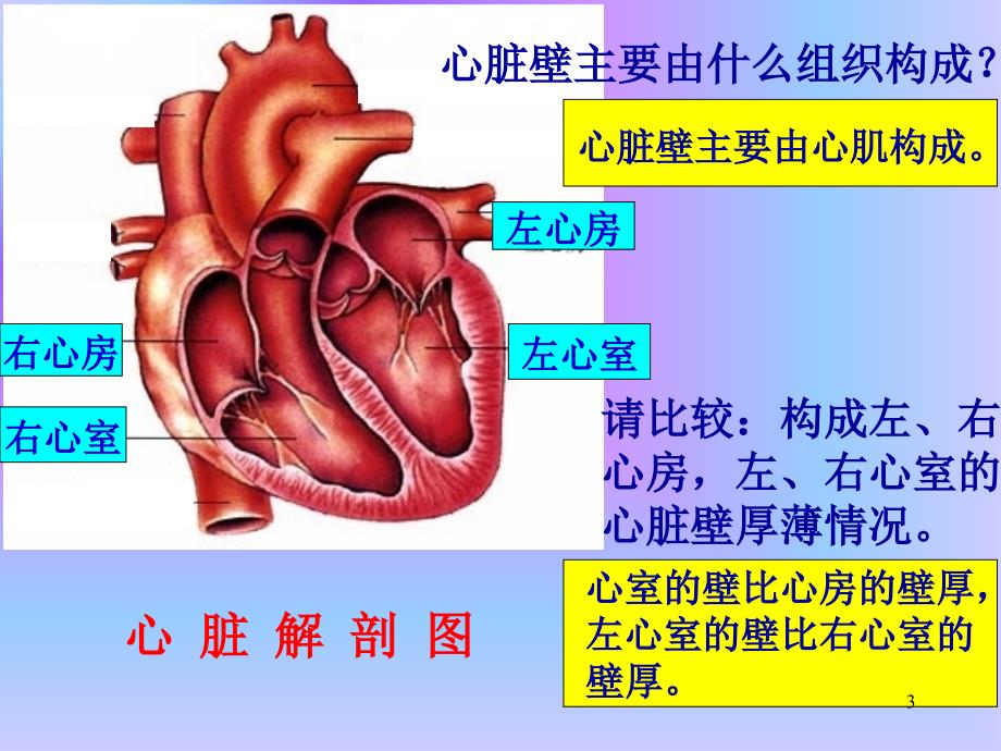 心脏 血液循环_第3页