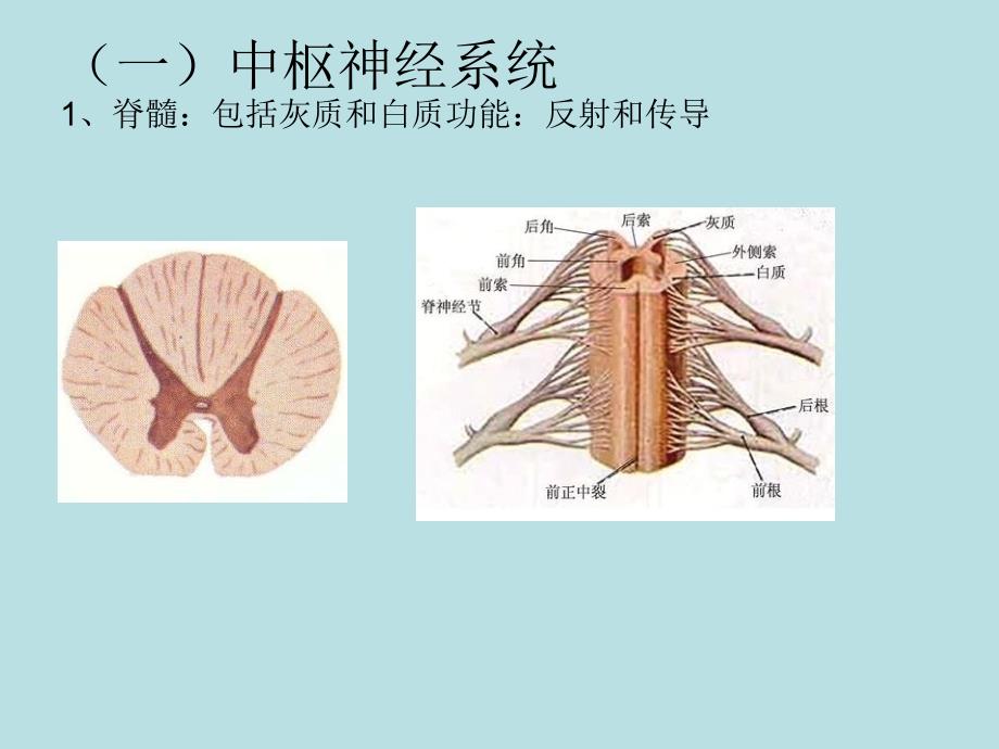 第六节神经系统_第2页