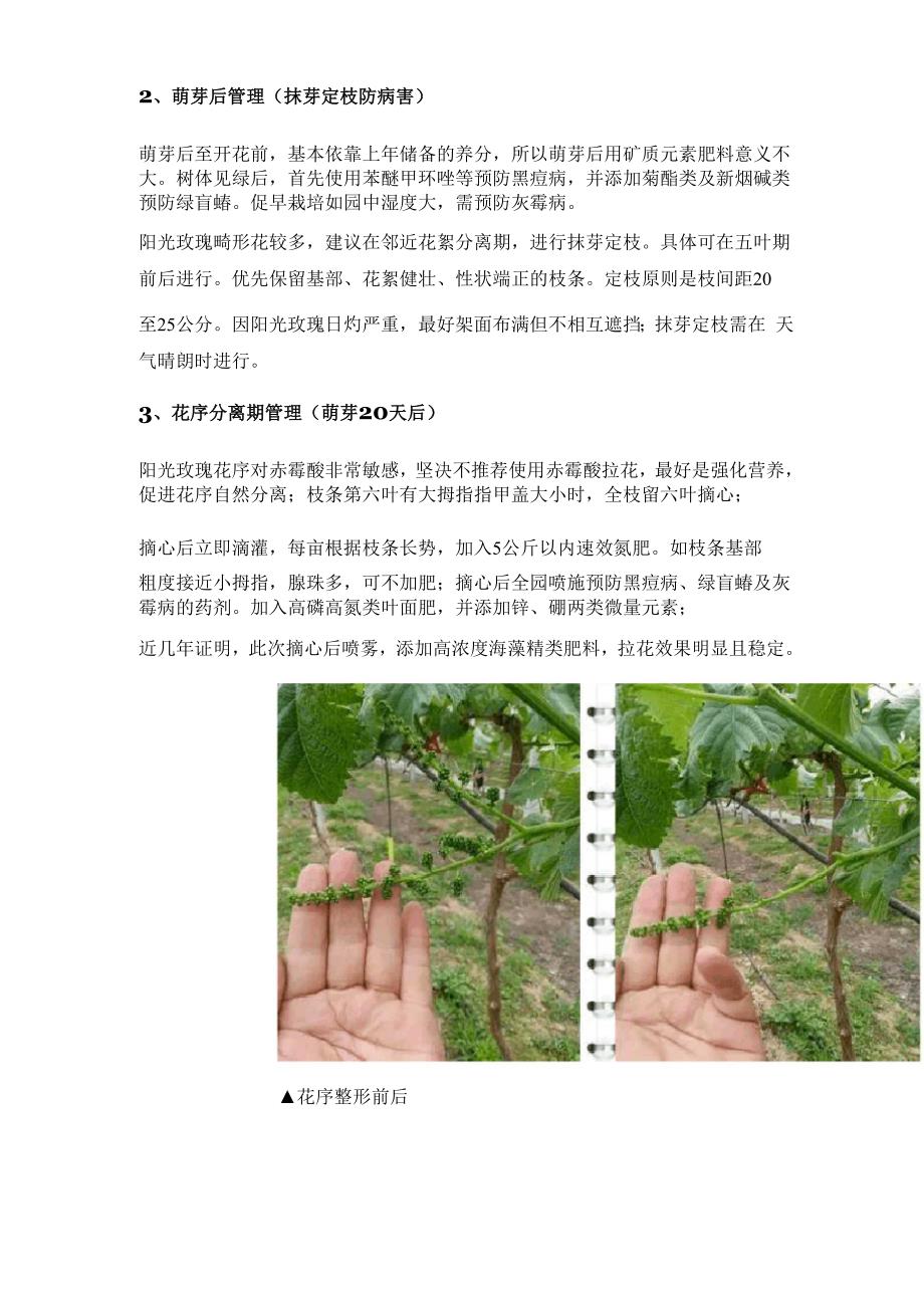 阳光玫瑰的12个关键管理细节_第2页