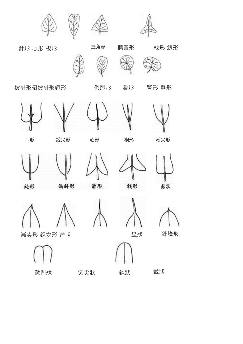 植物的根茎叶花种子_第3页