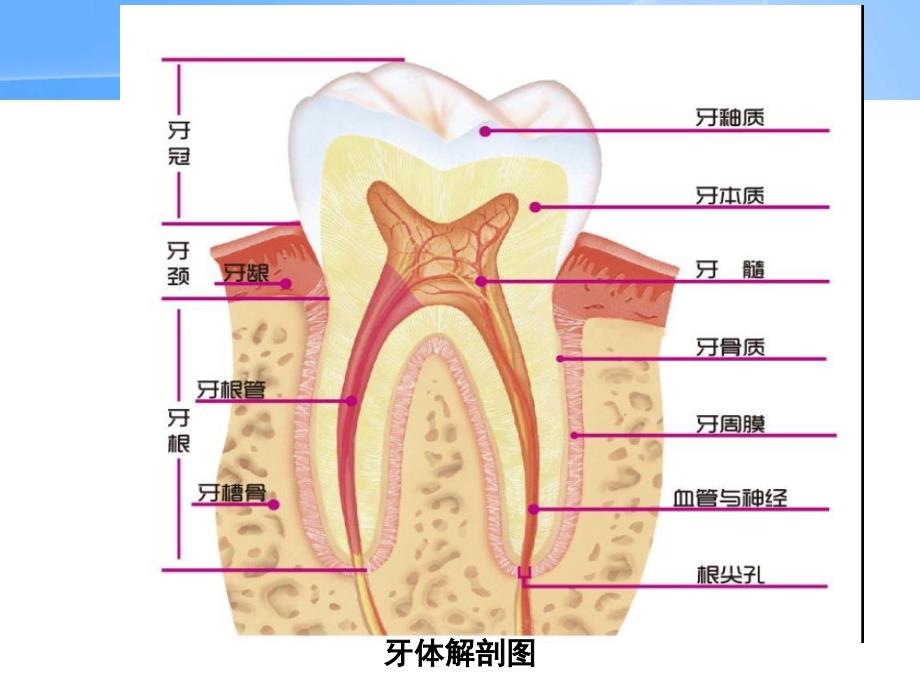 中老年人口腔保健feng_第3页