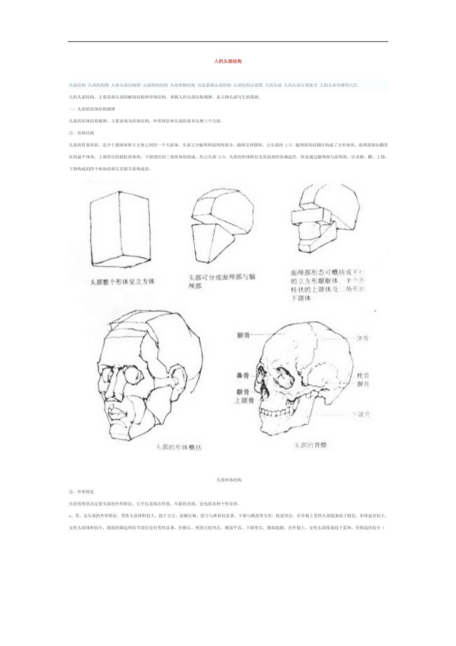 人的头部结构.doc_第1页