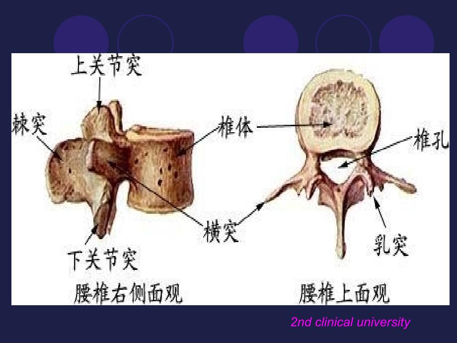 腰椎影像解剖学_第3页