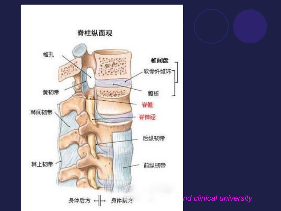 腰椎影像解剖学_第4页