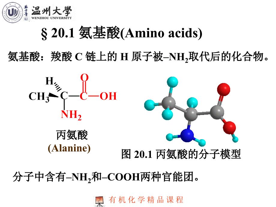 chapter21氨基酸、蛋白质与核酸_第3页