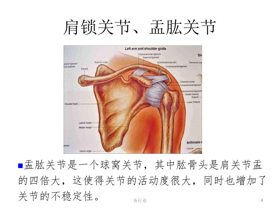 二、肩袖撕裂 肩关节解剖【沐风教学】_第4页