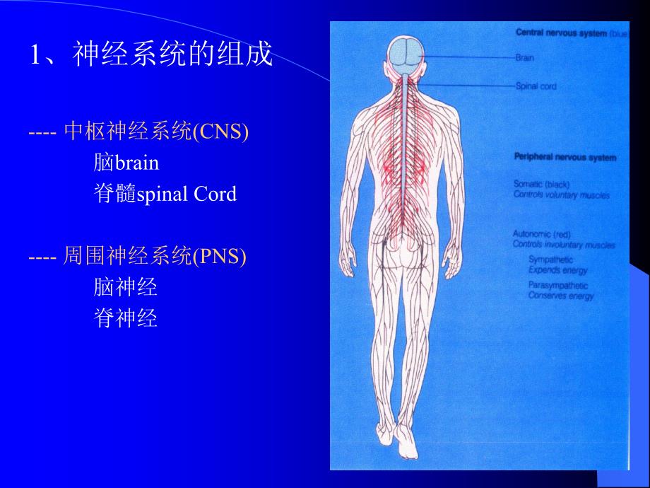 环境生理学：第六章 神经系统1_第2页