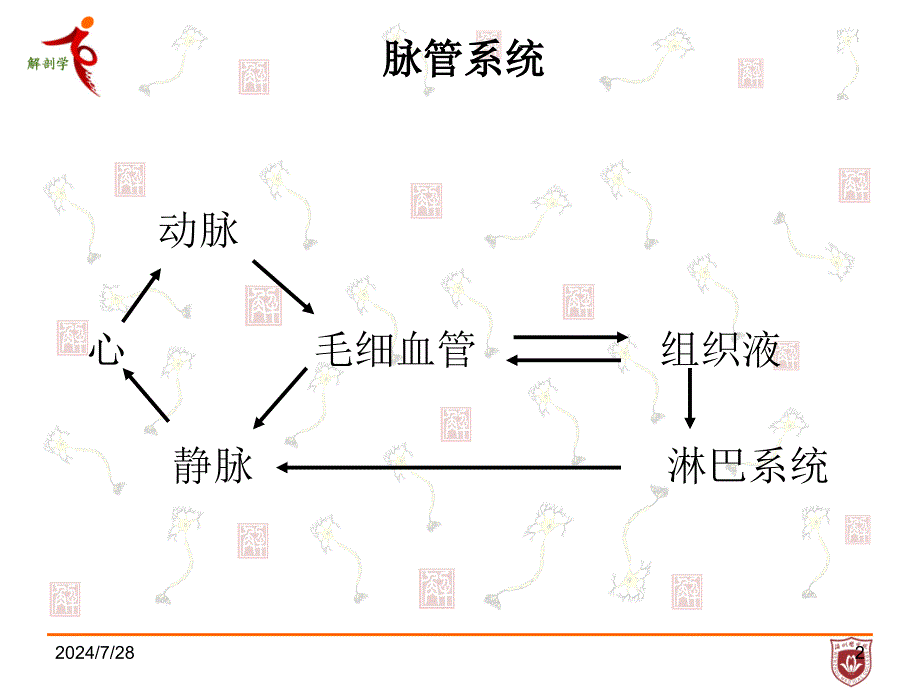 系统解剖学课件：8脉管系总论、心血管系统_第2页