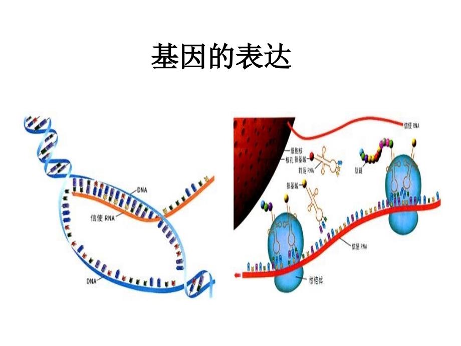 人教版生物必修二第四章基因的表达复习课件共36张PPT_第1页