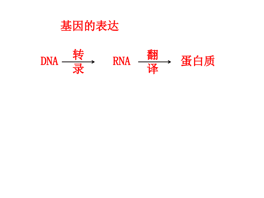 人教版生物必修二第四章基因的表达复习课件共36张PPT_第3页