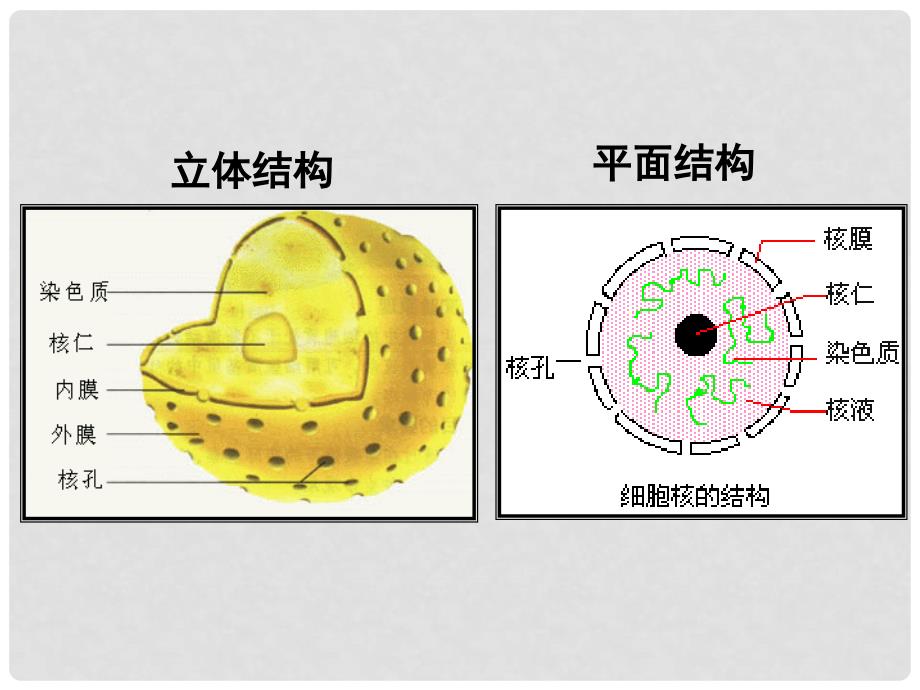 山西省怀仁县巨子学校高中部高中地理 第三章第三节 细胞的结构和功能课件 新人教版必修1_第4页