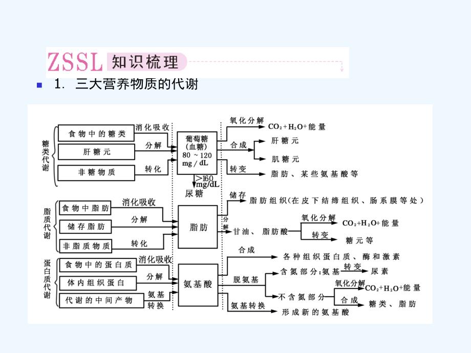 【精品】2011届高考生物第一轮复习经典学案 2-7 人和动物体内三大营养物质的代谢课件_第3页