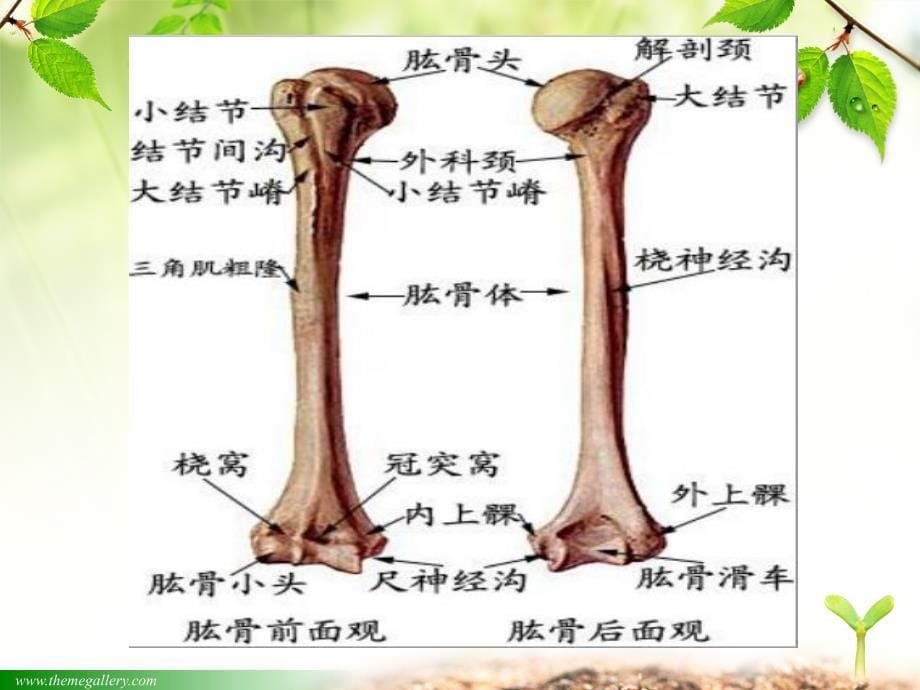 肱骨骨折护理查房_第5页