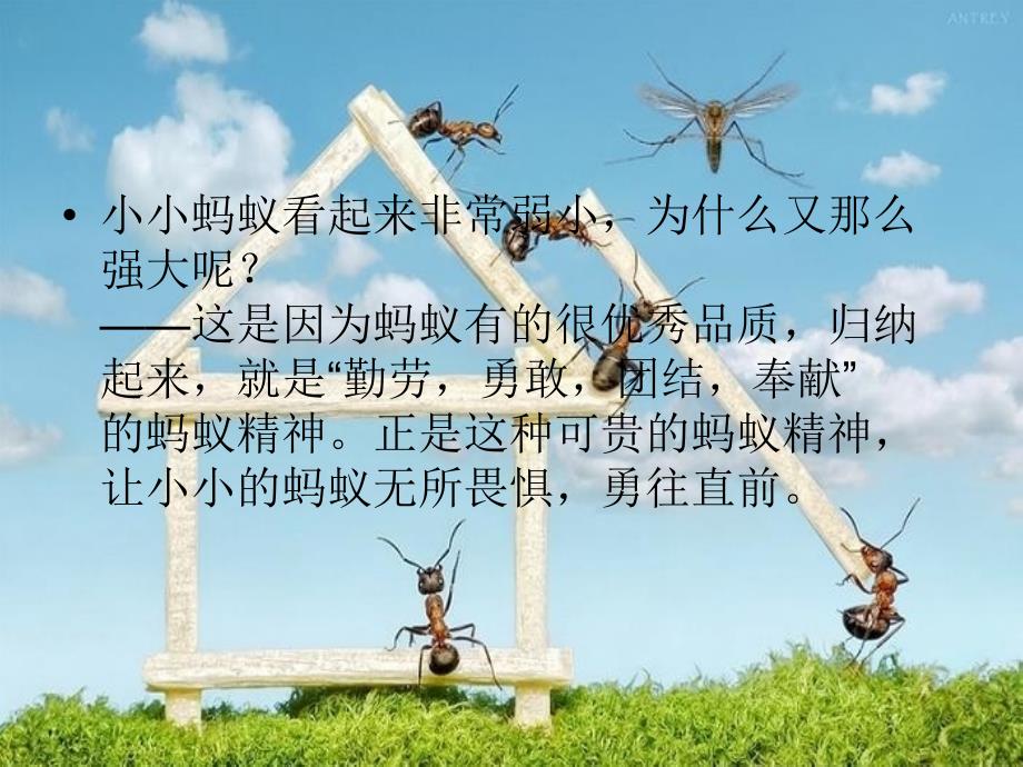 团队合作蚂蚁的精神.ppt_第4页