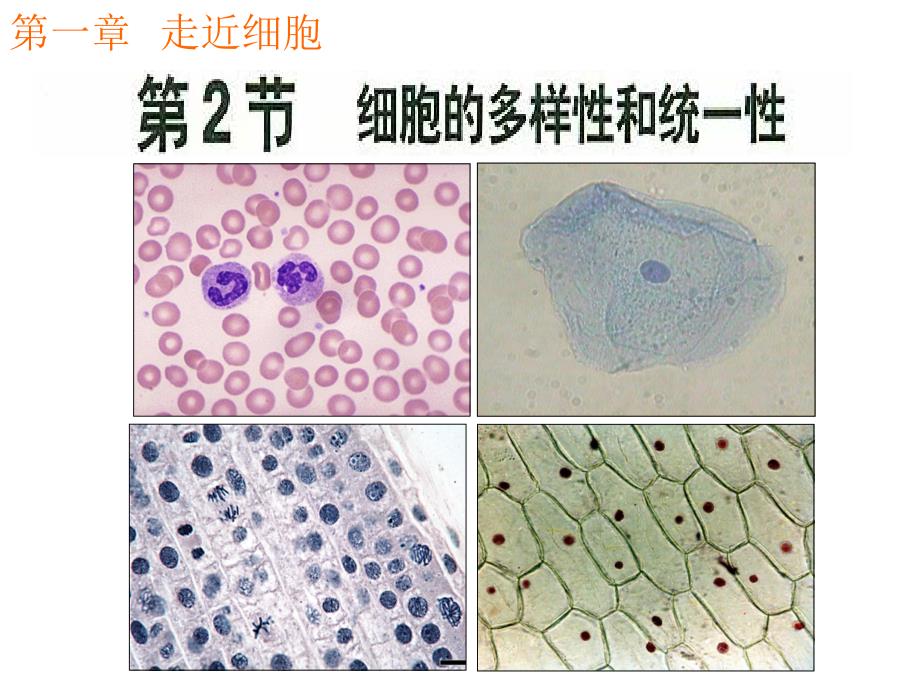 1-2细胞的多样性和统一性_第1页