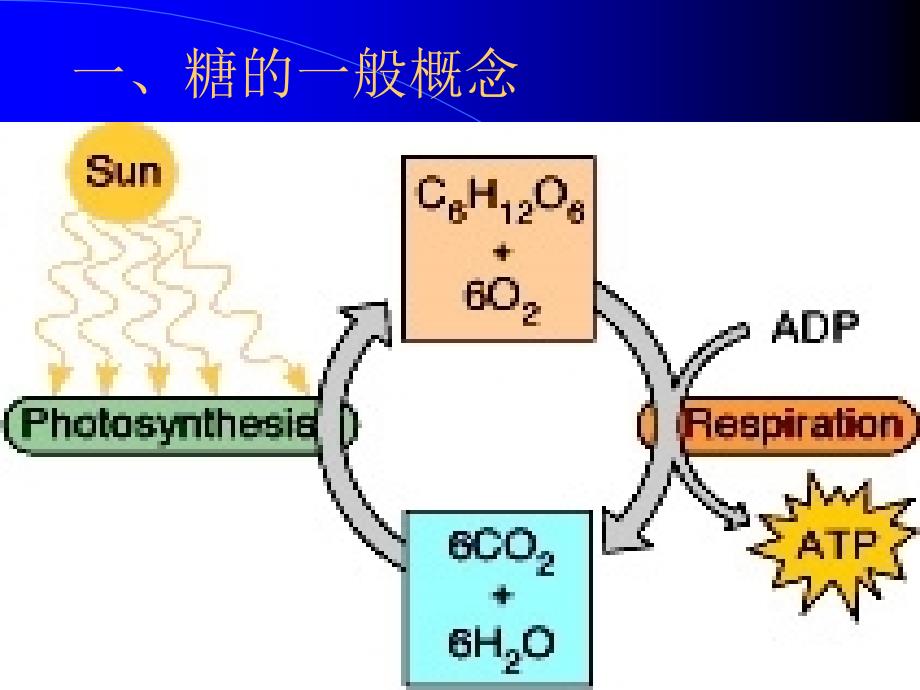 第2章糖类的结构与功能_第3页